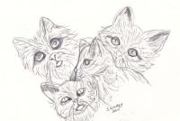 Kittehs